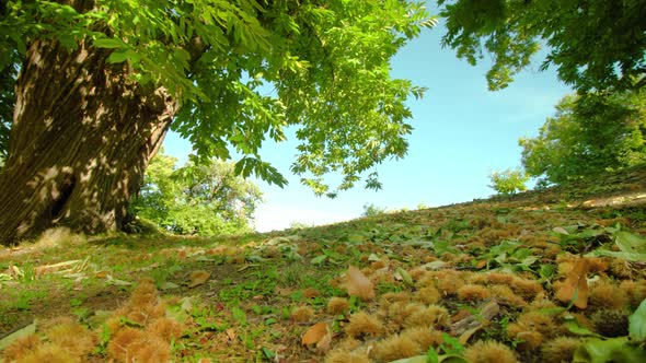 Chestnuts in Shells Lie on Ground Among Leaves and Grass