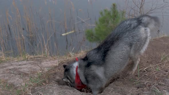 Husky digs a hole with dapami on the shore of a forest lake at sunset