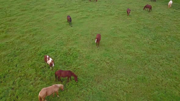 Aerial view of horses grazing in a pasture by Malaekahana State park