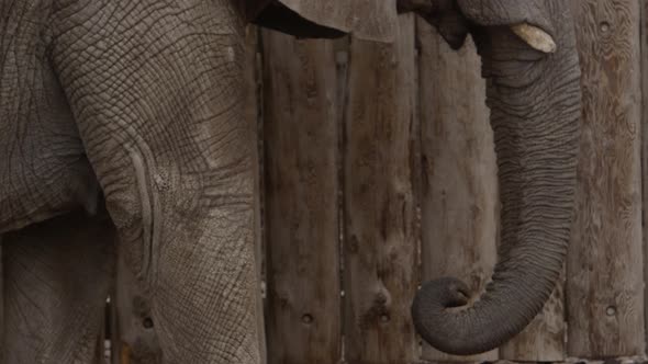 elephant feeds itself super slow motion