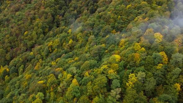 Autumn Mountain Forest Aerial