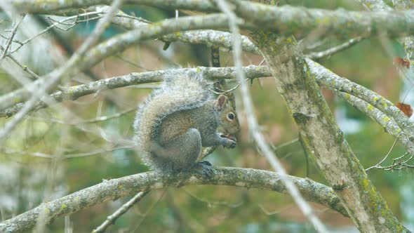 Wild Squirrel Eating A Nut