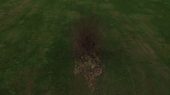 Aerial view of pollard willow in winter a rustic video that slowly turns around the willlow 