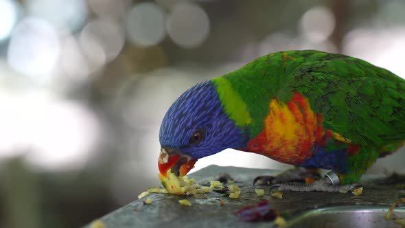 Rainbow Parakeet eating fruit - SLOW MOTION