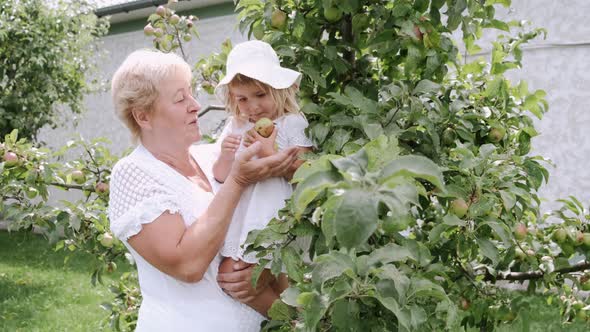 Grandmother Holding Granddaughter Picking Apple From Tree in Sunny Garden