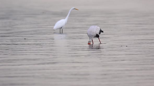 A Yellow-billed Stork and Great White Egret hunt for food in the river