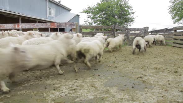 A herd of sheep being escorted by sheep dogs as they trip over each other.