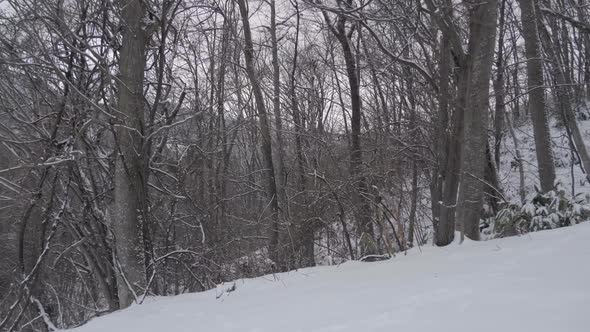 Winter Forest