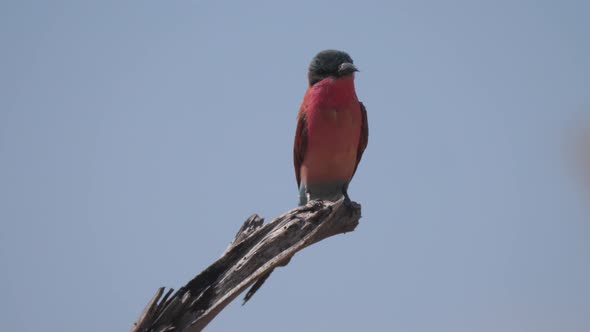 Close up from a Cinnamon-chested bee-eater sitting on a tree branch