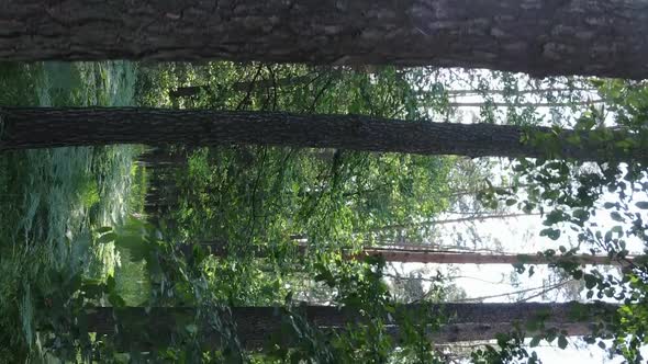 Vertical Video Aerial View Inside a Green Forest with Trees in Summer