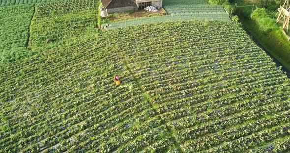 Aerial top down: Worker collecting fresh growing vegetables of plantation during sunny day in Butuh
