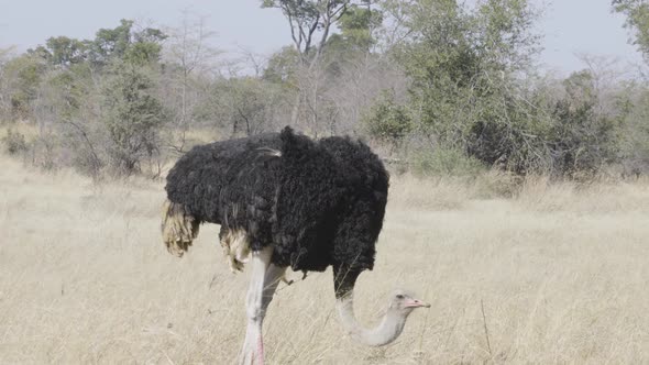 Ostrich Feeding in Grass