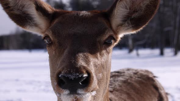 elk closeup slomo winter pretty eyes