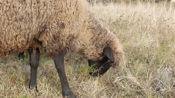 Lot of domesticated mammals  Ovis aries in the field 4K 2160p 30fps UltraHD footage - Mixed color  f