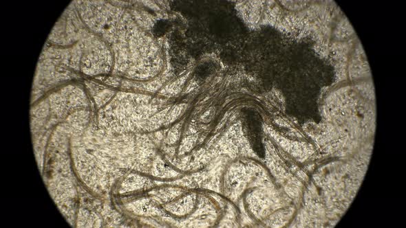 Nematode Worm Colony