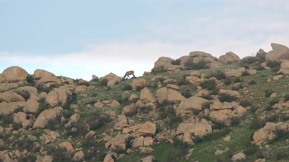 A Lonely Female Doe Deer on Rocky Mountain Ridge