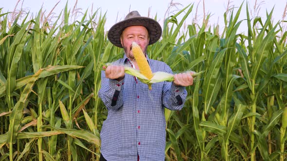 Opening a Corn in Hands Elderly Farmer Worker Stands in Field