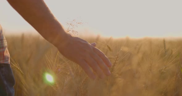 Farmer Walking Down the Wheat Field at Sunset Touching Wheat Ears with Hands