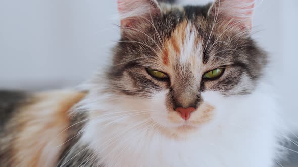 Relaxed cat with green eyes looking towards camera, slow motion close up view