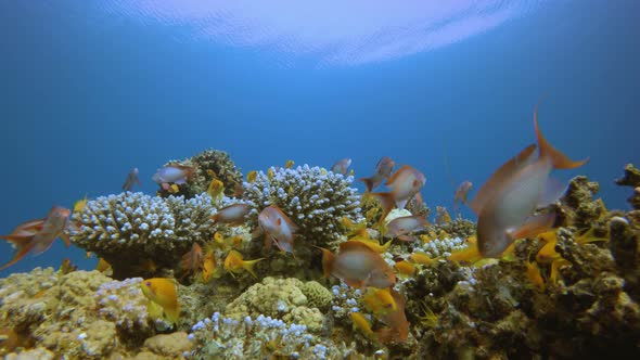 Underwater Scene Marine Life