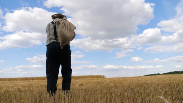 Senior Man Working in a Wheat Field. An Elderly Farmer in a Hat Walks Along the Ears of Wheat