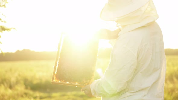 Beekeeper Inspects the Frame with Bees