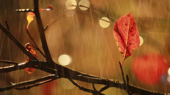 Autumn Rain