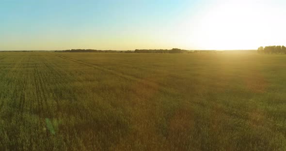 Low Altitude Flight Above Rural Summer Field with Endless Yellow Landscape at Summer Sunny Evening