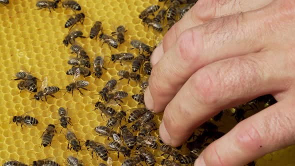 a beekeeper keeps a wooden frame with honeycomb and bees. Close-up of honey bee