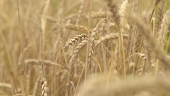 Wheat Field Close Up