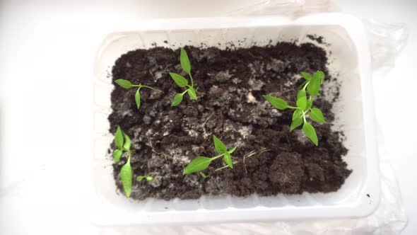 Small Plant Seedlings Growing in Plastic Pot in Greenhouse on the Windowsill