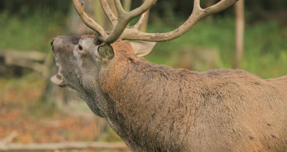 Belarus. Male European Red Deer Or Cervus Elaphus Have A Roar During Rut. Red Deer Inhabits Most Of
