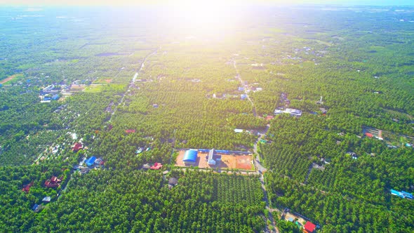 Aerial view of agriculture in coconut grove for cultivation