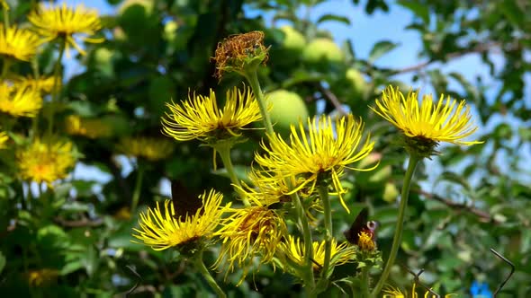 Closeup of Bright Yellow Elecampane Flowers