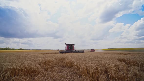 Combine Harvester Cutting Wheat. Harvesting in process of gathering a ripe crop from the fields