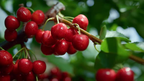 Sour Red Fruit Branch Ripening Garden Tree Closeup