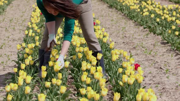 Unrecognizable Female Farmer Working on Yellow Tulip Field Digging Ground Care