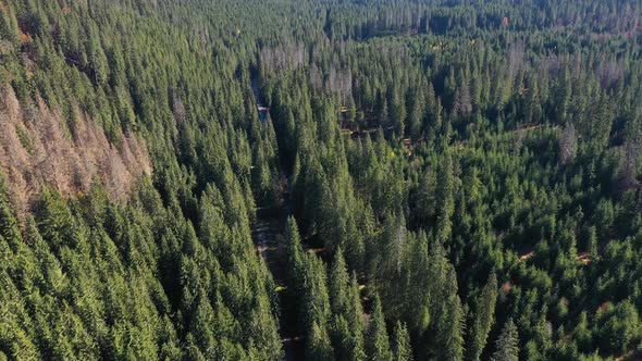 Aerial View of Virgin Evergreen Forest. Flying With Drone Above Pine Trees in the Mountains