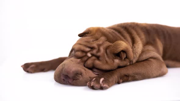 Shar Pei Dog with White Background