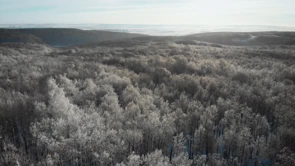 Aerial Flyover Shot of Winter Spruce and Pine Forest. Trees Covered with Snow, Rising Setting Sun