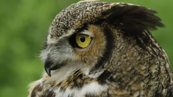 Great horned owl head turn slow motion