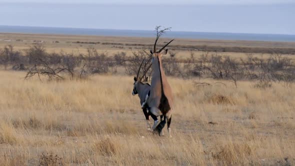 Gemsbok Mating or Oryx Mating in Etosha Namibia