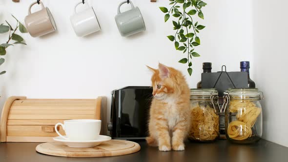 Cute Red Kitten Playing on the Kitchen Table