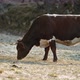 A Brown Cow Eating Grass in the Firstmorning Sunshine - VideoHive Item for Sale