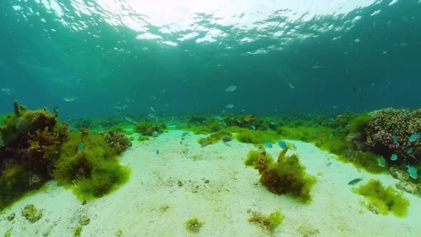 Coral Reef and Tropical Fish Underwater