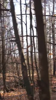 Vertical Video of Trees in the Forest Slow Motion