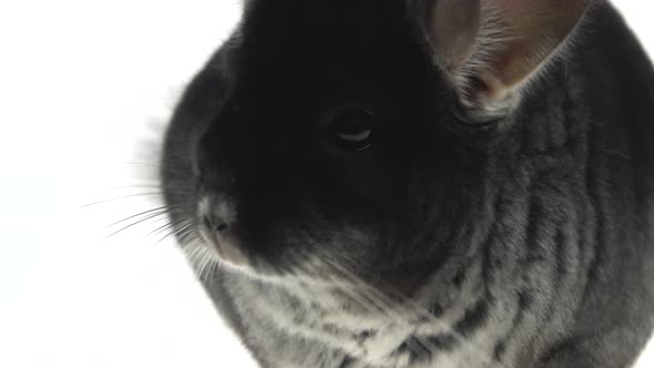 Wide Full Body Side View of a Cute Grey Chinchilla Isolated on a White Studio Background. Close Up.