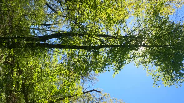 Vertical Video of the Forest in the Spring on a Sunny Day