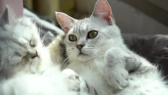 Two Cats Lying On Bed At Home In Winter Day