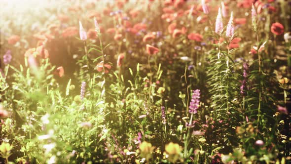 Abundance of Blooming Wild Flowers on the Meadow at Spring Time